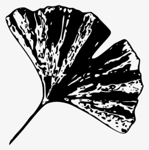 B Of Ginkgo Biloba Leaves - Black And White Gingko Leaf