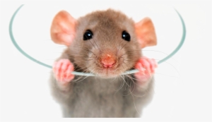 Rat Png Image - Pet Rat
