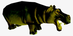 european hippopotamus - hippopotamus