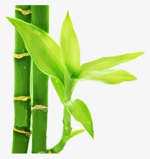 Bambu 3 - Flor De Bambu Png