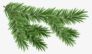 pine tree branch clip art