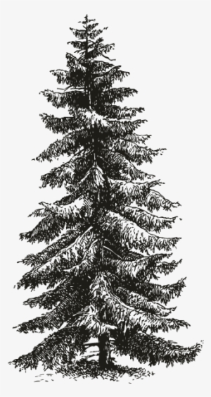 Spruce Tree - Pine Tree