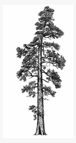 Photo By Terry Asker - Coastal Redwood Tree Illustration