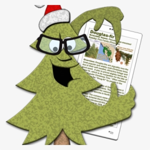 Doug Fir - Christmas Tree