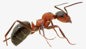 control de plagas - hormiga en png