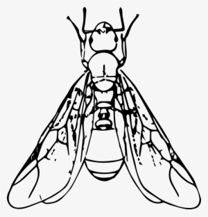 Hormigas Voladoras - Ant With Wings Clipart Black And White