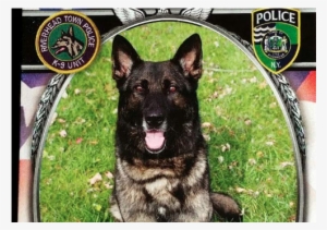Riverhead Police Purchasing New K-9 To Replace Vaki - Riverhead Police Department K9 Rocky