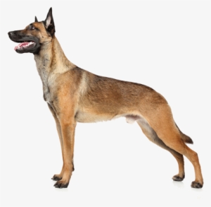 Belgian Malinois Are Herding Dogs, So You Know That - Belgian Malinois Police Transparent