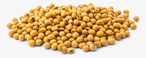 About Pinang Kicap - बादाम मछली सोयाबीन रखेंगे बच्चों को दमा
