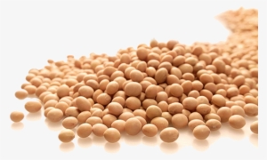Related Wallpapers - Free Powerpoint Templates Soybean