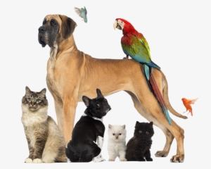 Produtos De Pet Shop E Serviço De Veterinária No Mesmo - Cute Animals That Would Make Great Pets: Top 100