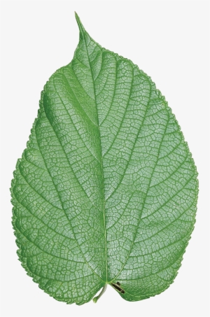 Simple - Mulberry Leaf Png