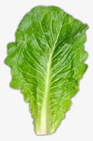 Usually About One Large Leaf - Romaine Lettuce