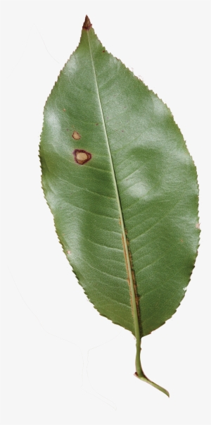 Prunus Serotina Leaves - Canoe Birch