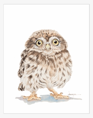 Baby Owl Wall Art - Great Grey Owl