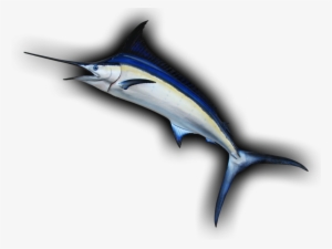 Blue Marlin Leaping Curve Fish Mount Replica - Atlantic Blue Marlin