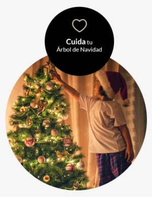 Por Último, Cuida Y Mantén Con Vida Tu Árbol - Christmas Tree