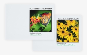 Save The Pollinators Combo Seed Pack - Impression Series Black Eyed Susan Flower Seeds - Quantity(250)
