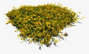 Yellow Floral Flower Transparent - Flower Plants Png