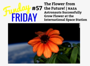 Funday Friday - - Zinnia Flower In Space