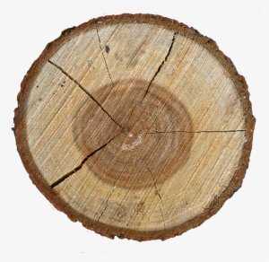 Wood End 09 - Tree Stump