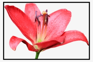 Jpg Incredible Art Picture For - Red Lily Flower Png