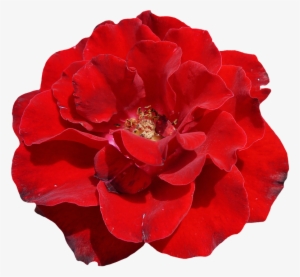 Rosa Vermelha Bela Png - Schöne Rote Rose, Elegante, Wedding Einladung