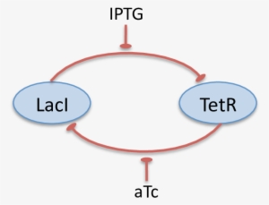 Conceptual Diagram Of Laci/tetr Toggle Switch - Conceptual Model