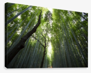 Bamboo Forest Canvas Print - Chicago Walls Green Birch Tree Forest Nature Wall Decal