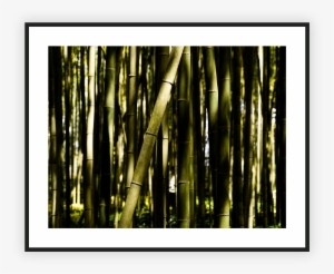 Bamboo Forest - Bamboo
