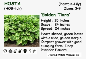 Available In 1-2 Gallon Pot - Gardening
