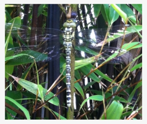 Seen In The Garden At Yogawest Today On The Bamboo - Damselfly