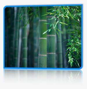 Bamboo - Painting Of Bamboo Forest