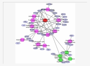 Nodes Linking The Enriched Kegg Pathway By Hub Genes - Clusterone, Inc.
