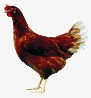 Tetra Brown - Tetra Brown Chickens