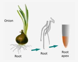 The Image Cames From An Onion Root - Apical Meristem Onion Root Tip