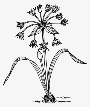 Sierran Onion - Wild Flower Illustration Png