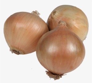 Early Slug Onion - Cebolla Babosa