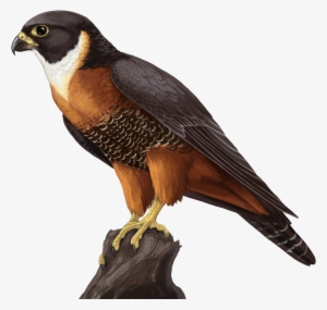 Falcon Animals Sticker - Falcon Png