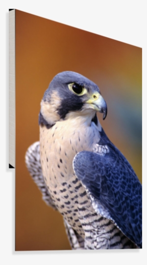 Close Up Of Adult Male Peregrine Falcon Canvas Print - Miss Alma Peregrine Bird