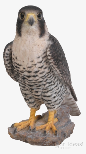 Peregrine Falcon Bird Of Prey Real Life Vivid Arts - Peregrine Falcon Size