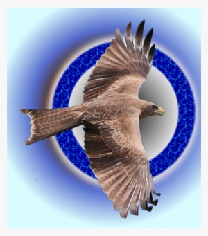 Discover Ideas About Peregrine Falcon - Northern Harrier