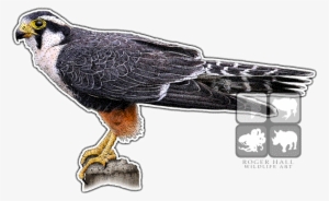 Aplomado Falcon Decal - Falcon