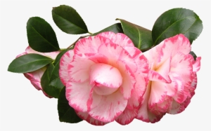 Camellia Flowers Leaves - Camelias Png