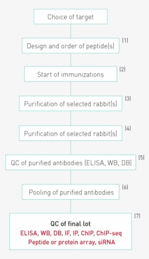 Antibodies Production And Qc Process - Production
