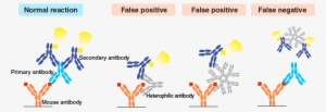 Heterophilic Antibodies - False Negative Heterophile Antibody