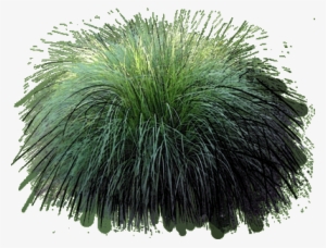 Ornamental Grass Png Fountain Grass - Fountain Grass