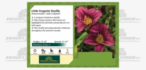 Little Grapette Daylily Hemerocallis 'little Grapette' - Strutters Ball Daylily