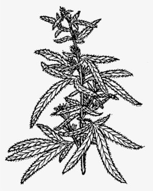 Marijuana Weed, Ing, Sketch Template - Hemp