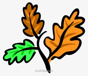 Autumn Leaves Royalty Free Vector Clip Art Illustration - Characteristics Of The Trees